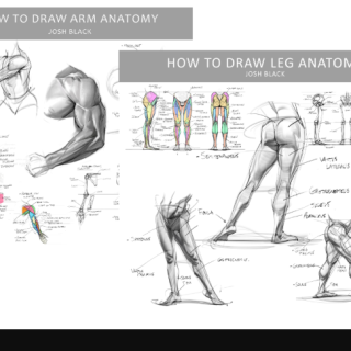 Gumroad – Josh H Black – Legs and Arms Anatomy Bundle